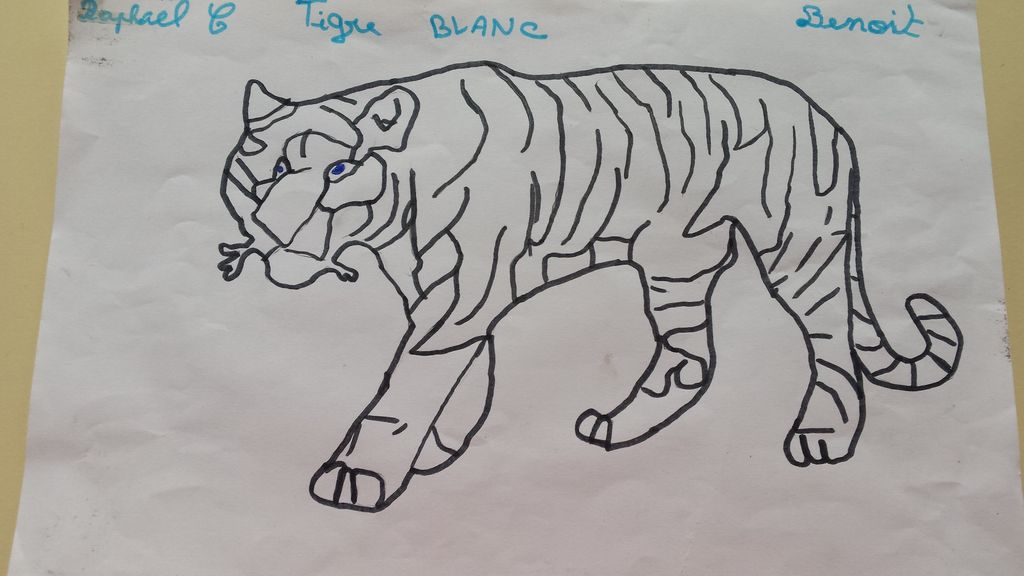 tigre blanc