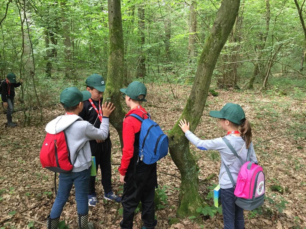 Sortie en forêt