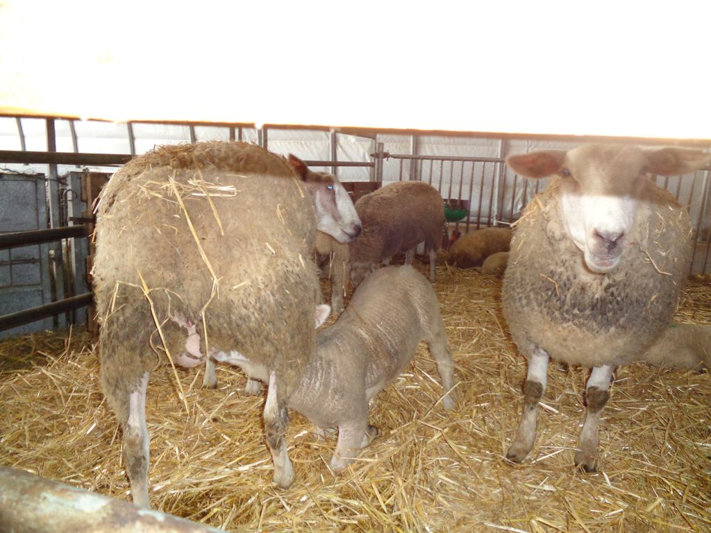 A la ferme pédagogique