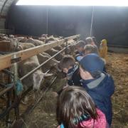 La ferme pédagogique